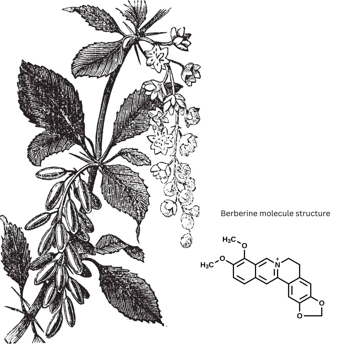 Illustration of a Berberine molecule interlaced with Ayurvedic and Chinese herbs, symbolizing ancient and modern medicine